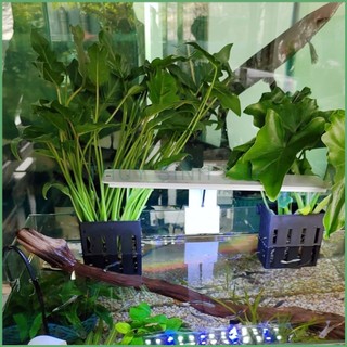 Giỏ Trồng Cây Thủy Sinh, Thủy Canh, Bán Cạn - Gắn Thành Bể, Đơn Giản, Tiện Dụng