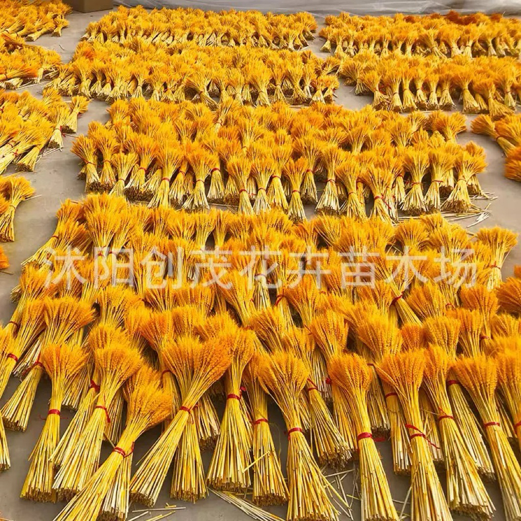 Bông Lúa Khô Vàng Tự Nhiên – Trang Trí Phong Thủy, Decor Nhà Cửa, Chụp Ảnh Vintage