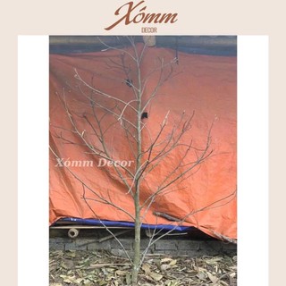 cành cây nhiều nhánh trang trí decor tết cao 1,5-2m. làm cây mai giả, cây đào giả, treo thẻ thư pháp