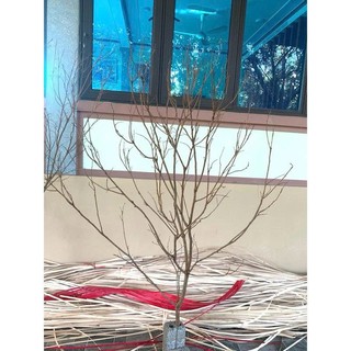 cành cây nhiều nhánh trang trí decor tết cao 1,5-2m. làm cây mai giả, cây đào giả, treo thẻ thư pháp
