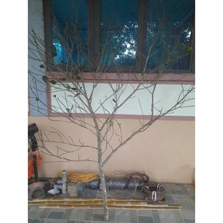 cành cây nhiều nhánh trang trí decor tết cao 1,5-2m. làm cây mai giả, cây đào giả, treo thẻ thư pháp