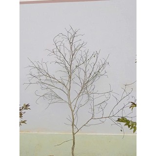 cành cây nhiều nhánh trang trí decor tết cao 1,5-2m. làm cây mai giả, cây đào giả, treo thẻ thư pháp