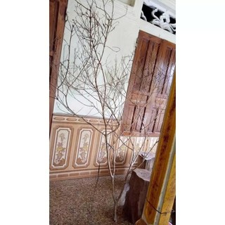Nhánh cây khô decor trang trí, cành cây khô nhiều nhánh, cây mai đào giả trang trí tết