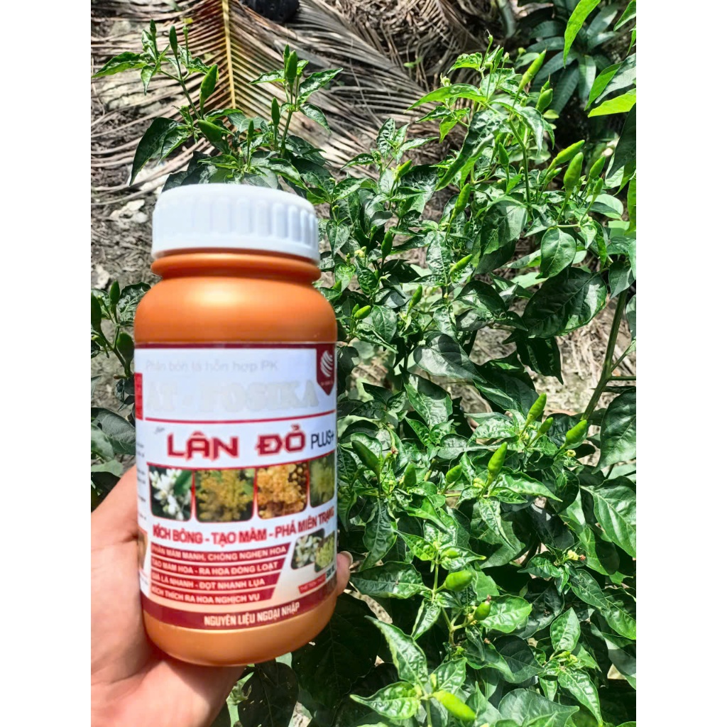 Lân Đỏ Mỹ, Chuyên Ra Hoa, Đậu Trái cho Chanh, Tắc, Bưởi, Sầu Riêng và các loại cây ăn trái khác