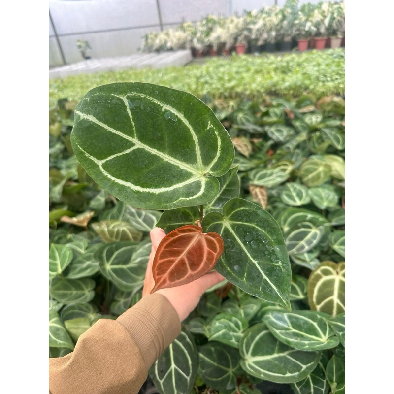 Kiêng lá Anthurium decor tường cây, bán cạn, ban công