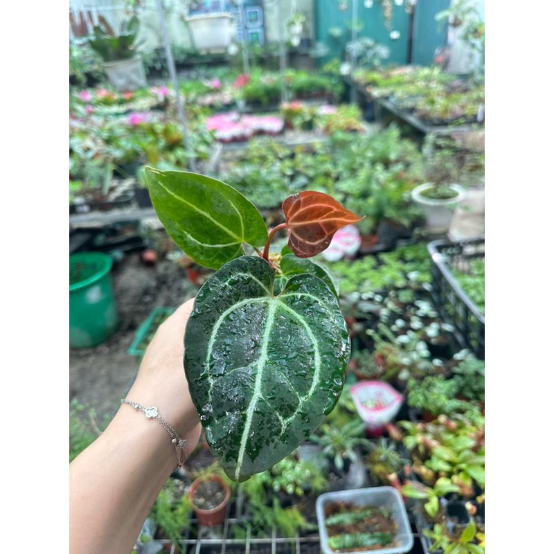 Kiêng lá Anthurium decor tường cây, bán cạn, ban công
