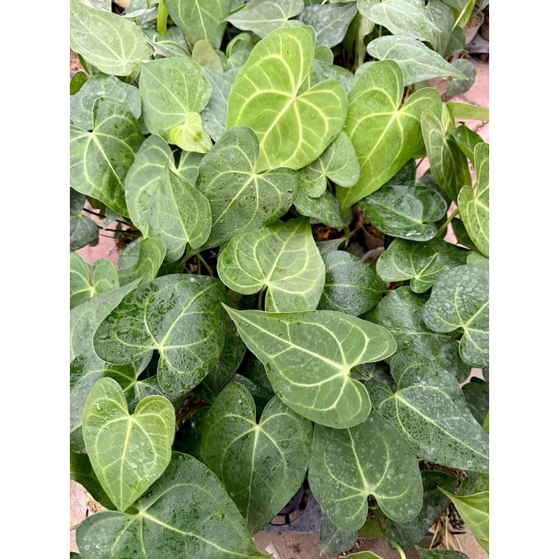 Kiêng lá Anthurium decor tường cây, bán cạn, ban công