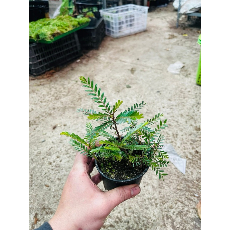 y Me Nước ( Phyllanthus Balgooyi ) cho AE làm bán cạn Shallow tank min