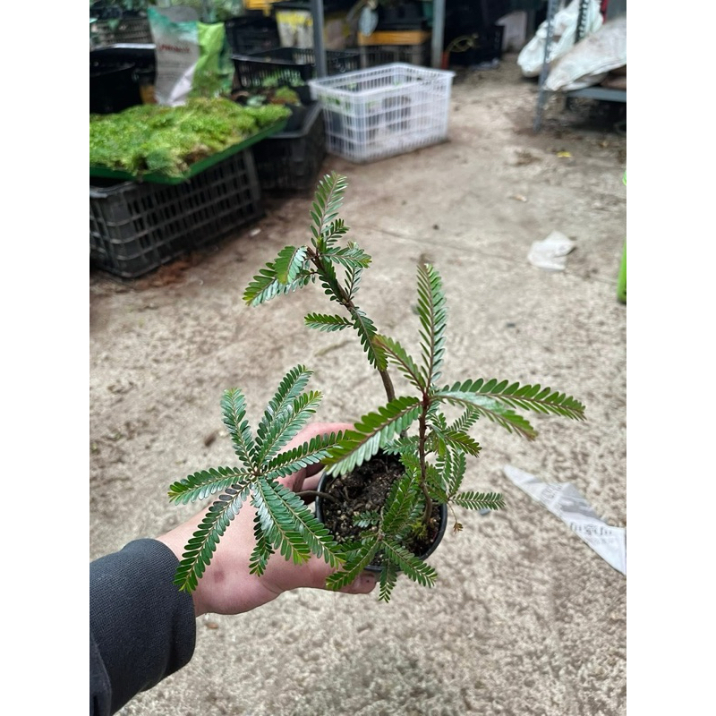 y Me Nước ( Phyllanthus Balgooyi ) cho AE làm bán cạn Shallow tank min