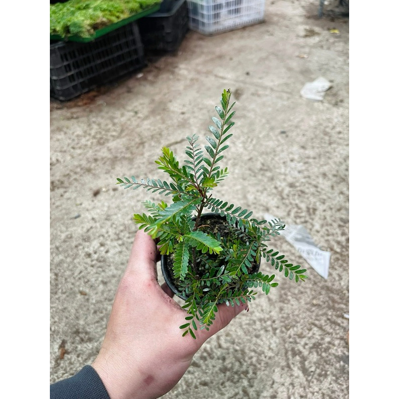 y Me Nước ( Phyllanthus Balgooyi ) cho AE làm bán cạn Shallow tank min