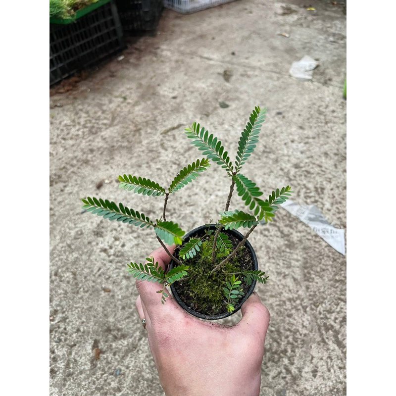 y Me Nước ( Phyllanthus Balgooyi ) cho AE làm bán cạn Shallow tank min