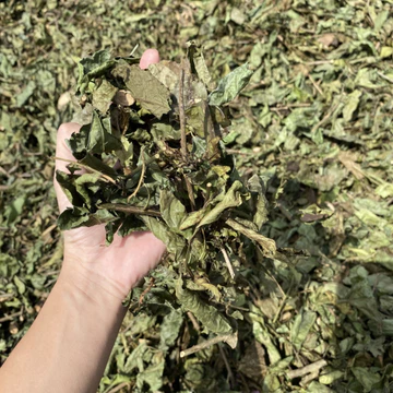 Xạ đen khô Hoà Bình loại 1 (1kg). Lá, cây xạ đen phơi sấy khô giúp giải độc gan, tiêu u, ổn định huyết áp