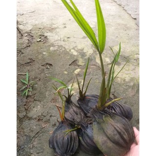 5 cây dừa nước trồng thủy sinh, chống sạt lở , mua 10 tặng 1