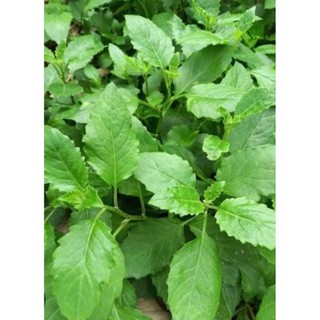 Chậu rau bầu đất - chậu C6