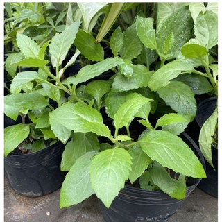 Chậu rau bầu đất - chậu C6