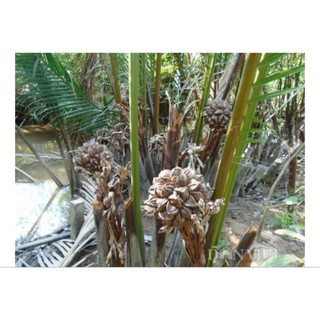 5 cây dừa nước trồng thủy sinh, chống sạt lở , mua 10 tặng 1