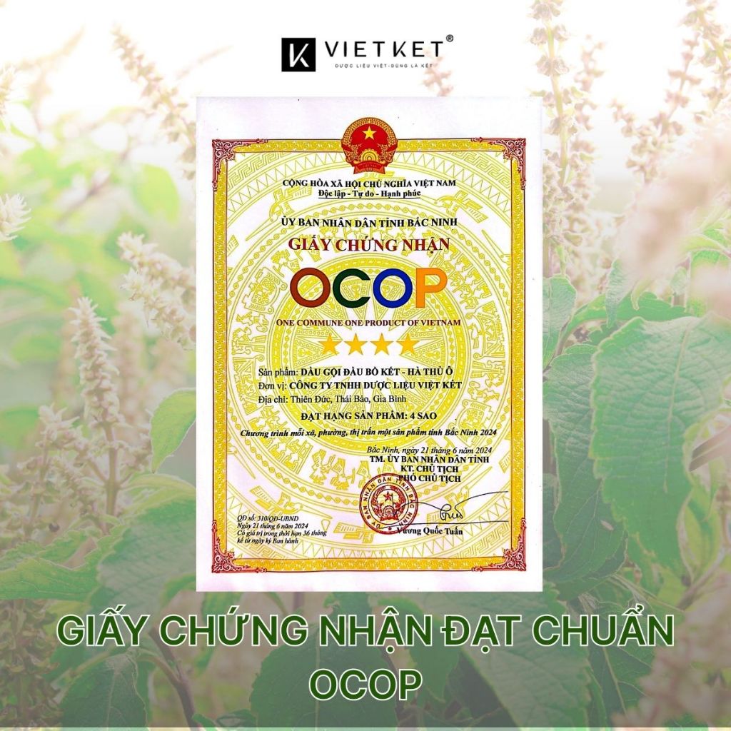 Dầu Gội Bồ Kết Hà Thủ Ô - KHÔNG BỌT VIETKET 250ml - Giảm Gàu, Giảm Nấm, Giảm Ngứa, Hỗ Trợ Mọc Tóc, Dưỡng Mềm Tóc