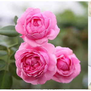 NƯỚC HOA HỒNG ORGANIC (ORGANIC ROSE HYDROSOL)