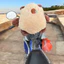 Gối bông Capybara chảy nước mũi , capybara siêu mềm mịn