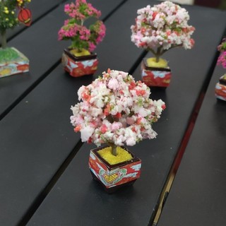 Chậu Tắc - Hoa Giấy Mini 6.5cm