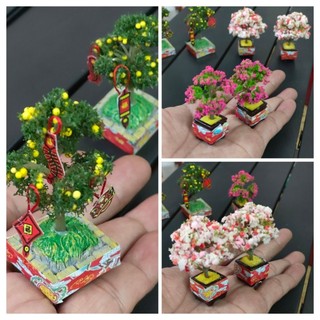 Chậu Tắc - Hoa Giấy Mini 6.5cm