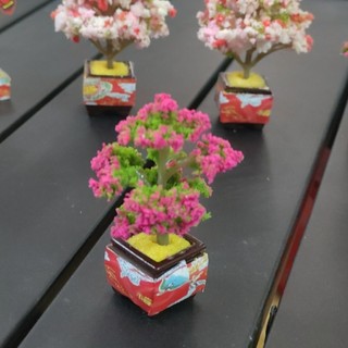 Chậu Tắc - Hoa Giấy Mini 6.5cm