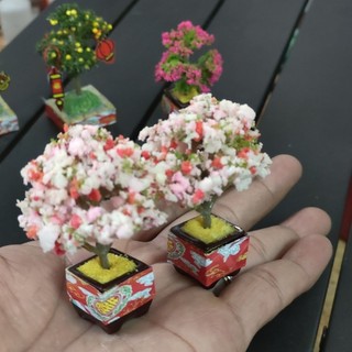 Chậu Tắc - Hoa Giấy Mini 6.5cm
