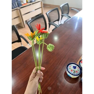Búp hoa đồng tiền kẽm nhung
