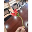 Búp hoa đồng tiền kẽm nhung