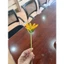 Búp hoa đồng tiền kẽm nhung