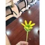 Búp hoa đồng tiền kẽm nhung