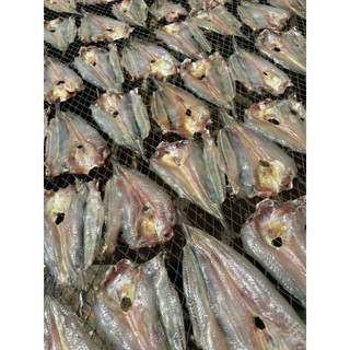 Khô Cá Ngát 500g 3 Nắng - Hút Chân Không - Đặc Sản Miền Tây Thơm Giòn Ngọt Tự Nhiên - Tặng Kèm Mắm Me - Không Phẩm Màu