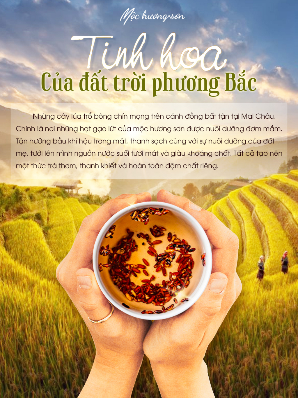 Mô tả Trà gạo lứt Mộc Hương Sơn giữ gìn vóc dáng, thanh lọc gan, thải độc cơ thể - 2