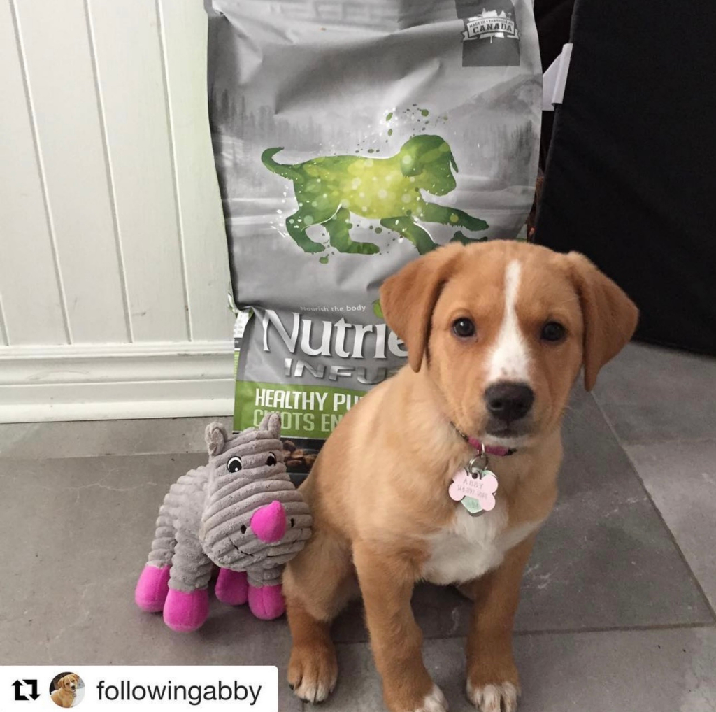 Mô tả Thức ăn cho chó con Nutrience Infusion Healthy Puppy - thịt gà, dầu cá hồi và rau củ trái cây 2.27kg - 3