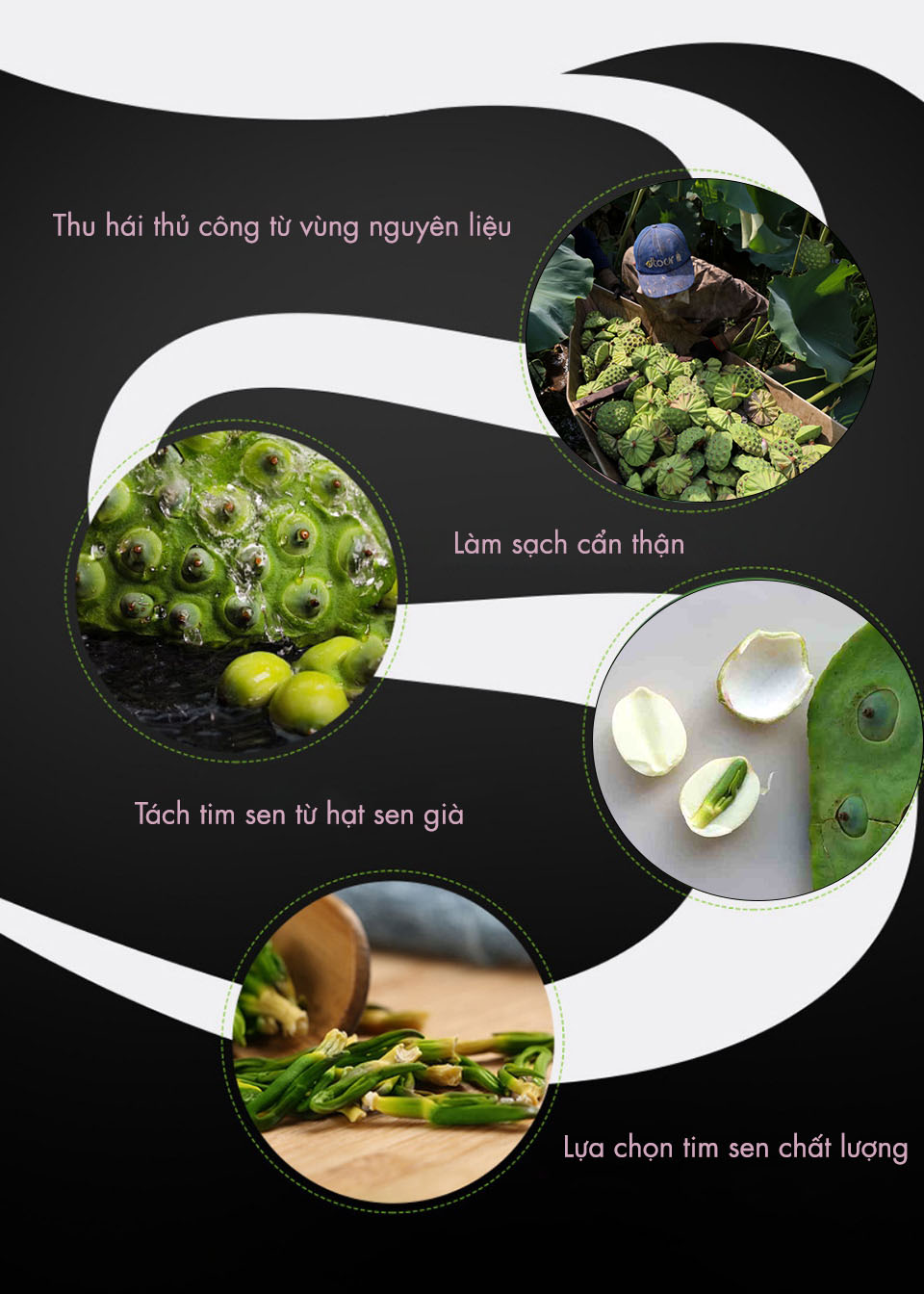 Mô tả Trà Tâm Sen (Tim Sen) DalatFarm - Túi 110 g - 3