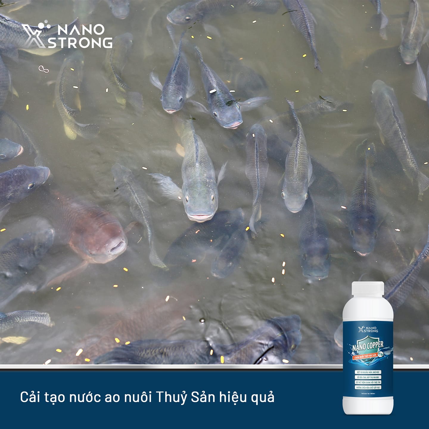 Mô tả Nano đồng (nano copper) Nano Xstrong xử lý tảo, khử mùi nước, diệt khuẩn, nấm đồng tiền, giúp tôm lột xác 1000ML - 2