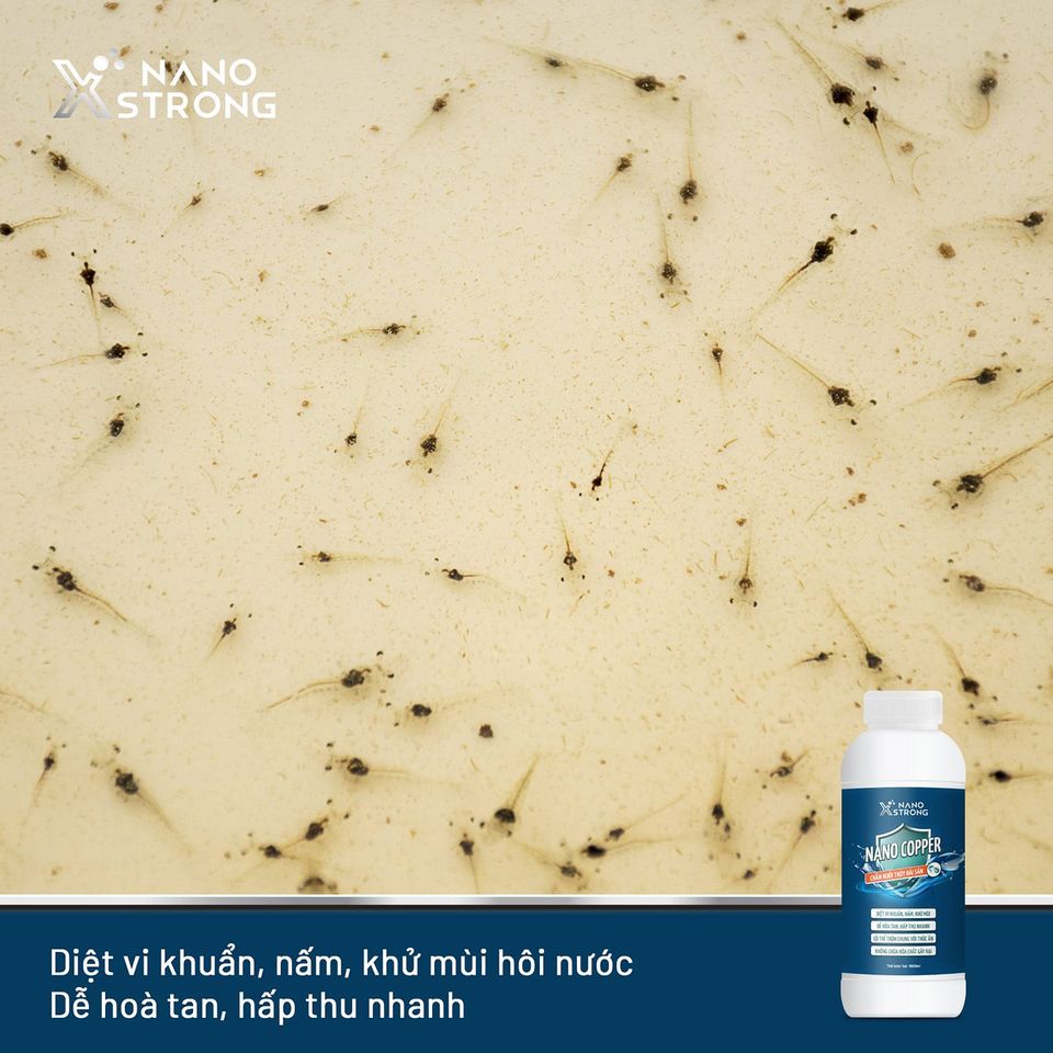 Mô tả Nano đồng (nano copper) Nano Xstrong xử lý tảo, khử mùi nước, diệt khuẩn, nấm đồng tiền, giúp tôm lột xác 1000ML - 3