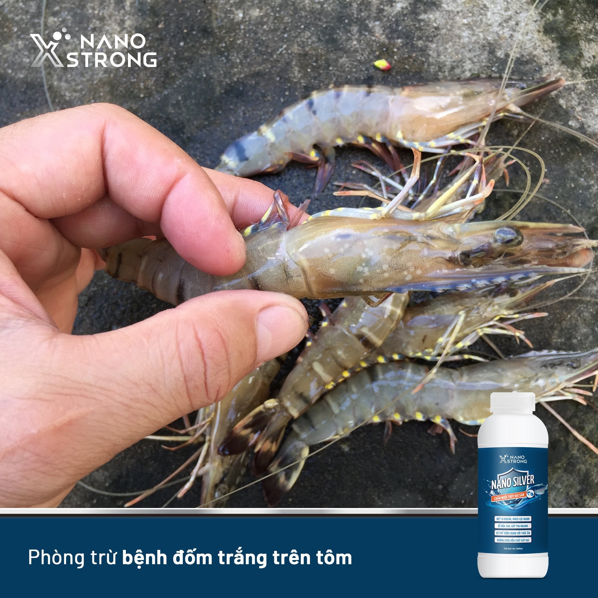 Mô tả Nano bạc (nano silver) Nano Xstrong - xử lý nấm cho cá cảnh, làm trong nước bể cá, ao nuôi, khử mùi hôi tanh 1000ml - 4