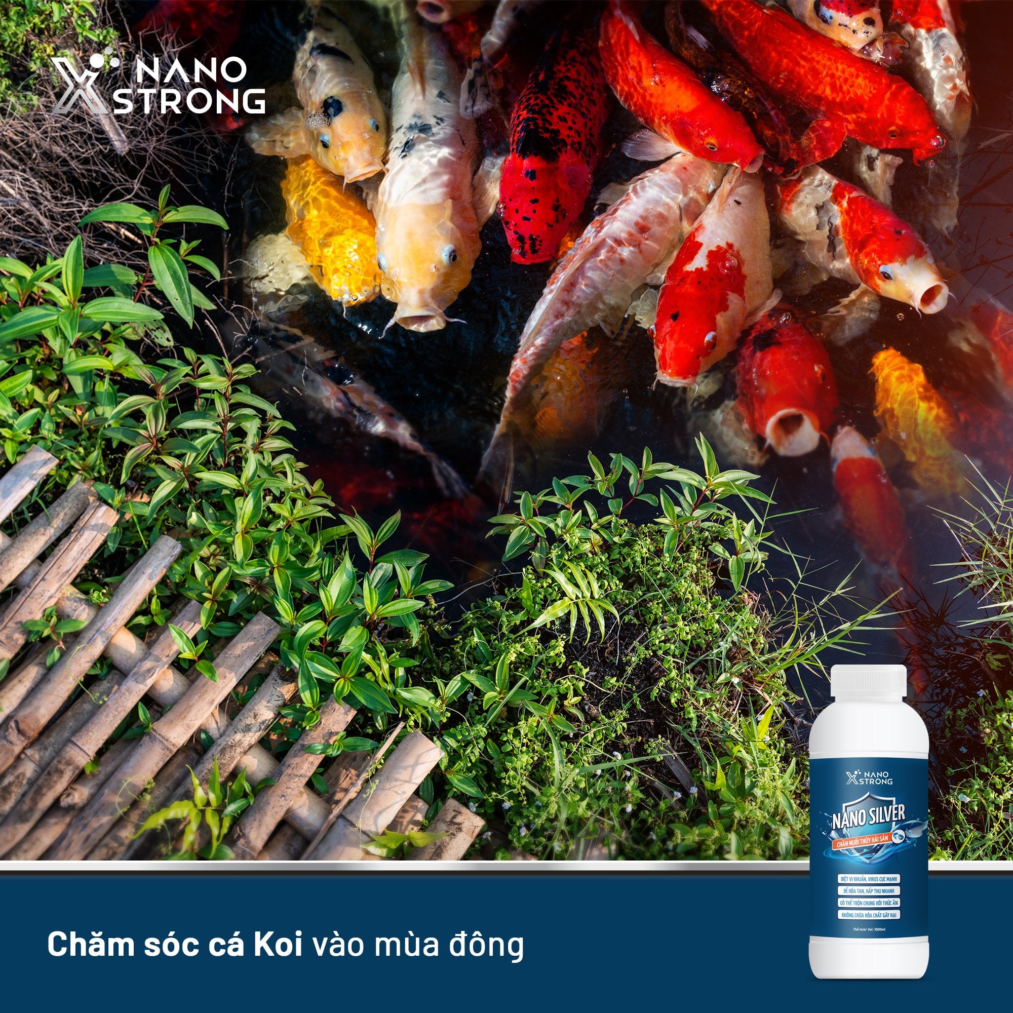 Mô tả Nano bạc (nano silver) Nano Xstrong - xử lý nấm cho cá cảnh, làm trong nước bể cá, ao nuôi, khử mùi hôi tanh 1000ml - 6