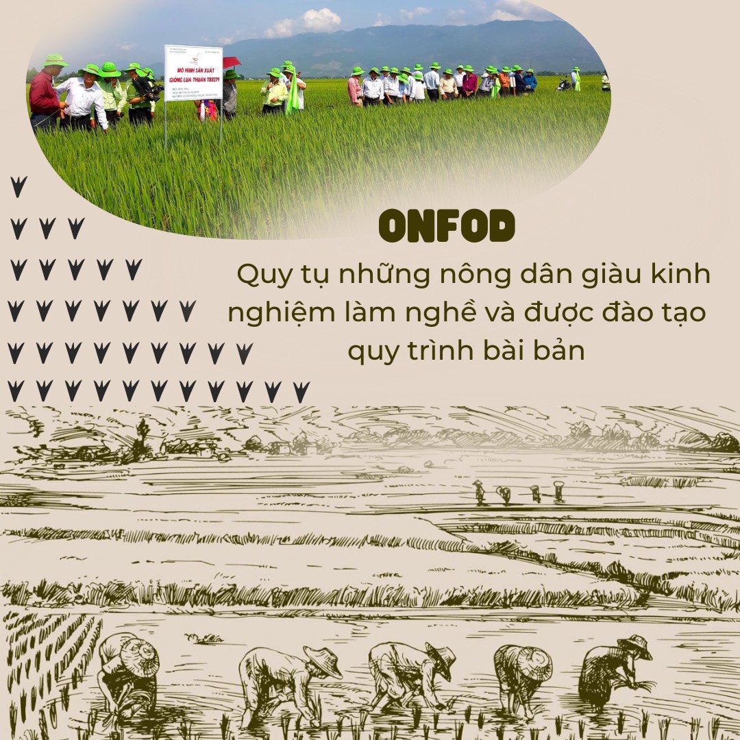 Mô tả Bánh gạo lứt ONFOD hữu cơ bánh ăn kiêng giảm cân thực dưỡng cho người tập gym, yoga, mẹ bầu 51 cái 500g - 8