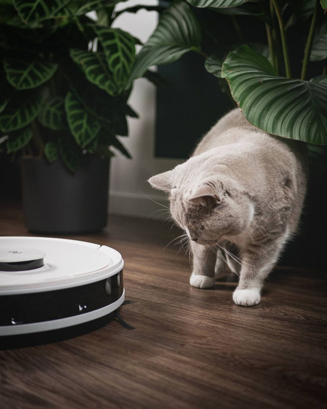 Robot hút bụi Ecovacs Deebot N8