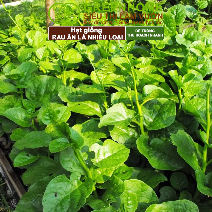 Mô tả Hạt giống Greenhome, Rau Ăn Lá, Gia Vị, Củ Quả, Các Loại Hoa, Trồng Quanh Năm, Năng Suất Cao - 3