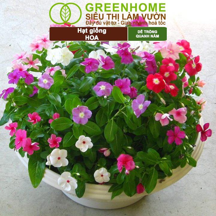 Mô tả Hạt Giống Hoa GreenHome, Nhiều Loại, Rực Rỡ, Trồng Chậu, Dễ Trồng, Trồng Quanh Năm, Nhanh Ra Hoa - 2