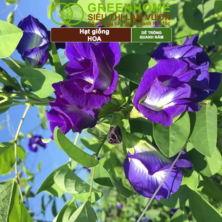 Hoa nở rực rỡ từ hạt giống GreenHome