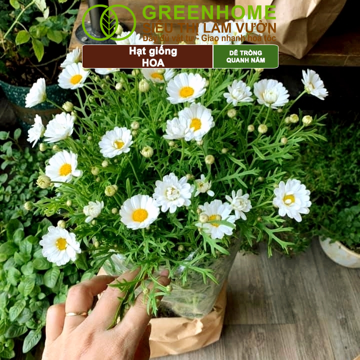 Mô tả Hạt Giống Hoa GreenHome, Nhiều Loại, Rực Rỡ, Trồng Chậu, Dễ Trồng, Trồng Quanh Năm, Nhanh Ra Hoa - 5