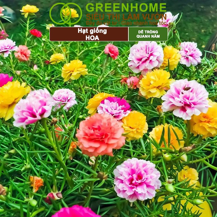 Gói hạt giống hoa GreenHome