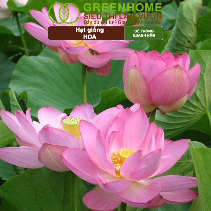 Mô tả Hạt Giống Hoa GreenHome, Nhiều Loại, Rực Rỡ, Trồng Chậu, Dễ Trồng, Trồng Quanh Năm, Nhanh Ra Hoa - 8