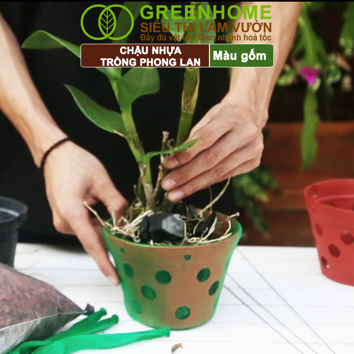 So sánh chậu nhựa Greenhome và chậu đất nung