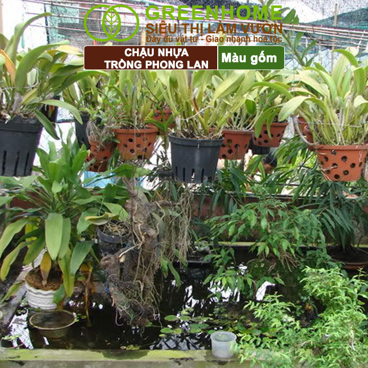 Chậu nhựa trồng lan giá tốt Greenhome