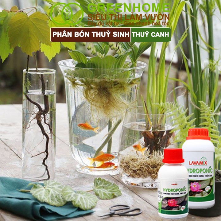 Hoa sen rực rỡ nhờ phân bón thủy sinh Greenhome